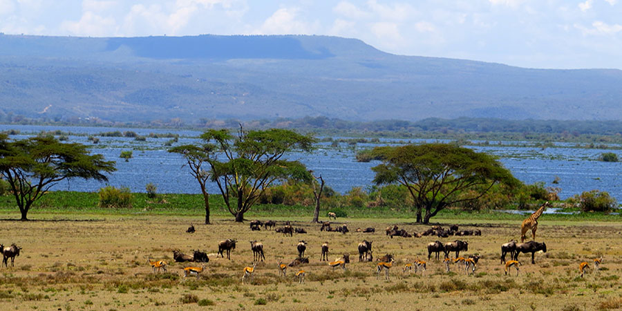 2 Days Nairobi – Lake Nakuru and Lake Naivasha - From $280 pps