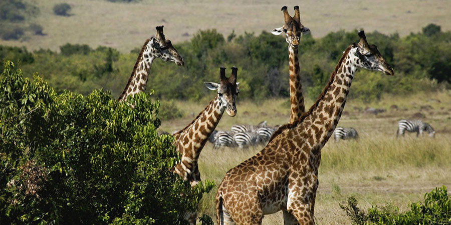 3 Days Nairobi - Masai - Mara - Private - Safari - Tour - From $350 pps