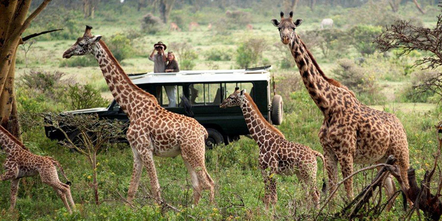 3 Days Nairobi - Masai- Mara - Group - Safari - From $400 pps