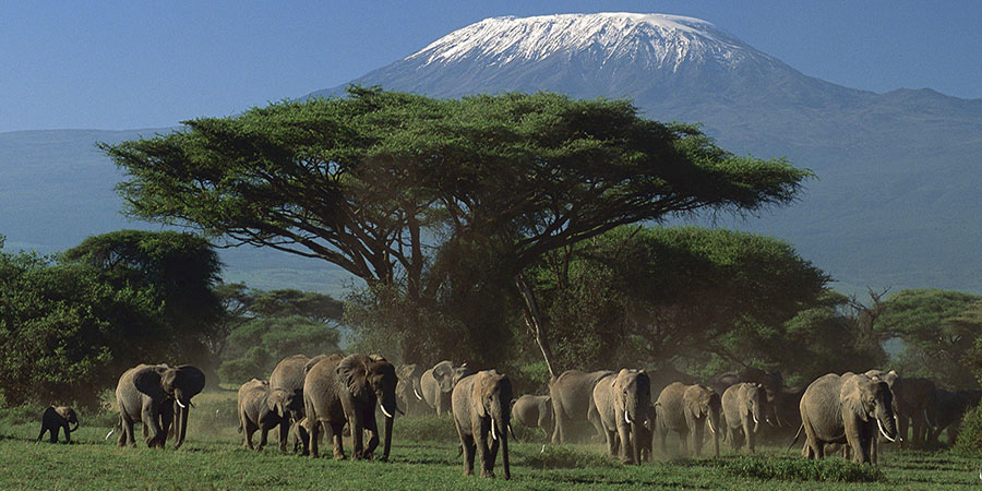 4 Days Nairobi Amboseli, Tsavo West, Tsavo East Safari - From $360 pps